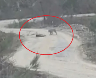 Vaşak, yaralı karacayı yerken görüntülendi