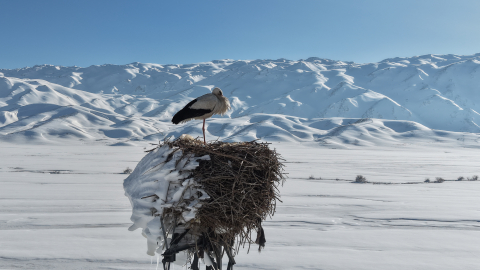 Karla kaplı ovada yuvasındaki leylek görüntülendi