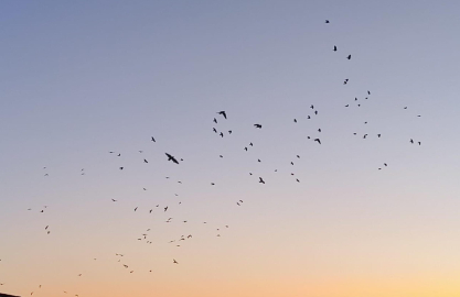 Karga ve sığırcıklar, gökyüzünde görsel şölen oluşturdu