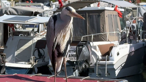 İstanbul - Avcılar'da 'Cabbar' isimli balıkçıl kuşu barınağın maskotu oldu; Yaren leylek gibi o da burada / Ek bigiyle