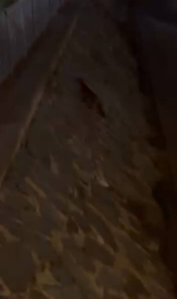 İstanbul - Başakşehir'de tilki görenler şaşkınlığını gizleyemedi