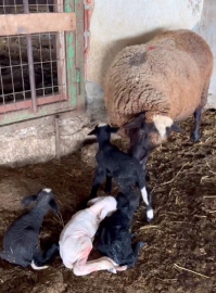 Edirne’de koyun dördüz yavruladı