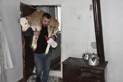 Hasta buzağıyı biberonla besliyorlar