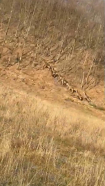 Bursa'da geyik sürüsü yola indi, sürücüler şaşırdı