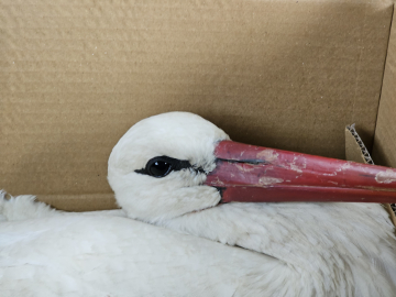 Göç yolundaki 2 leylek av tüfeğiyle vuruldu