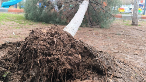 Gercüş’te sağanak ve rüzgar: Yollar suyla doldu, ağaçlar devrildi