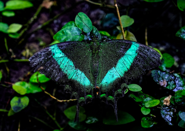 Konya Tropikal Kelebek Bahçesi, 10 bin kelebekle ziyaretçilerini ağırlıyor
