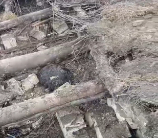 Van'da ahır çöktü; 20 küçükbaş öldü