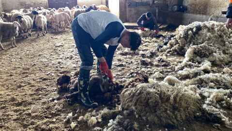Kars’ta koyun kırkım sezonu başladı / Ek fotoğraflar