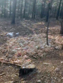 Tarsus’ta ormana çok sayıda tavuk ölüsü atıldı