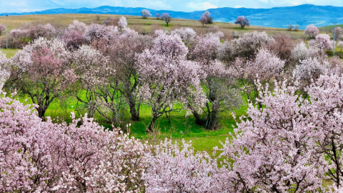 Tunceli'de badem ağaçları çiçek açtı; manzara dron ile görüntülendi/Ek fotoğraflar