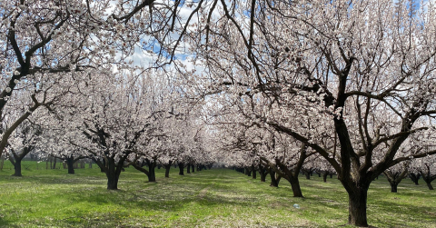 Kayısı ağaçları çiçek açtı, Iğdır Ovası beyaza büründü