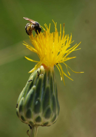 'Tülüşah, yok olma tehlikesiyle karşı karşıya'