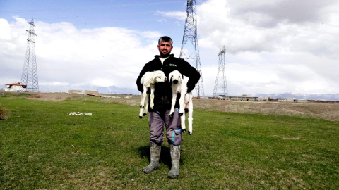 Kayseri’de 200 kuzu anneleri ile buluştu; o anlar dron kamerasında / Ek fotoğraflar