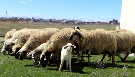 Van'da koruma altındaki Norduz koyunu doğumları başladı