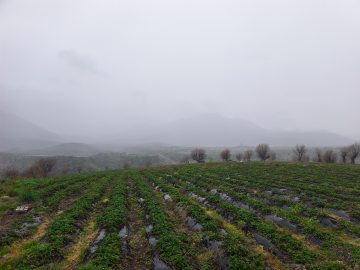 Coğrafi işaretli Sason çileğinde hasat mayısa kaldı