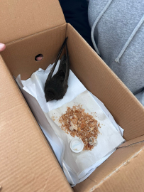 Öğrencilerin bulduğu ebabil kuşu, koruma altına alındı