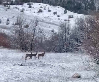 Erzincan Refahiye'de kızılgeyikler görüntülendi