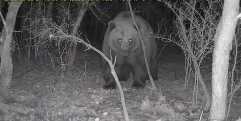 Tarlasına kurduğu fotokapanla ayı görüntüledi