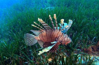 Akdeniz'deki istilacı türler, besin zincirinde çıkmaz yol oluşturuyor
