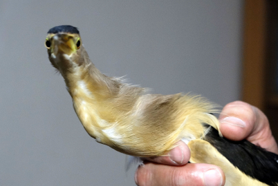 Dersteki teori bahçede pratiğe dönüştü; nesli tükenme tehlikesindeki kuşa öğrenci şefkati