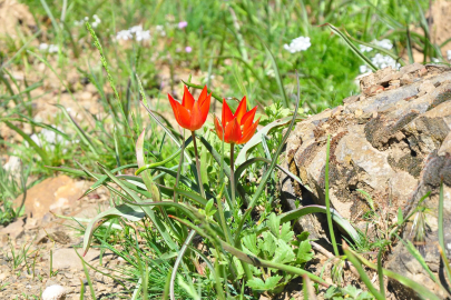 10 gün canlı kalabilen Manisa laleleri açtı, koparmanın cezası 699 bin TL