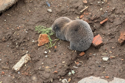 Sağanaklar sırasında yuvalarını su basan kör fareler yüzeye çıktı