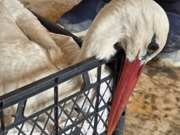 Hatay'da 2 ayda göç yolundaki 53 leylek vuruldu