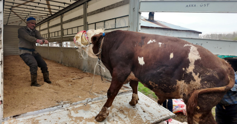 Erciş'te kurbanlık sevkiyatı batı illerine başladı