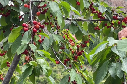 Artvin'de çiftçilerin gecikmeli kiraz mesaisi