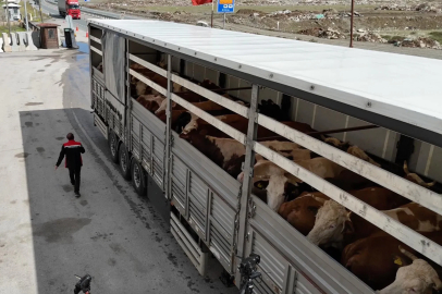 Erzincan'da kurbanlık sevkiyatına sıkı denetim