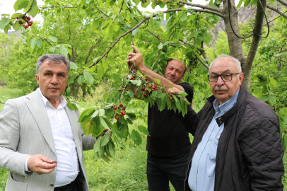 Oltu’da ‘misafir kirazı’ hasadı başladı