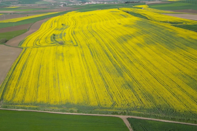 Tekirdağ'da buğday, arpa ve kanolada yüzde 30 verim artışı bekleniyor