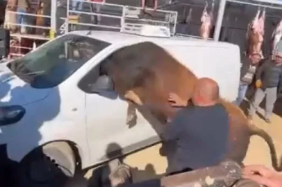 Kesimden kaçan boğa minibüsün camından içeri girmeye çalıştı
