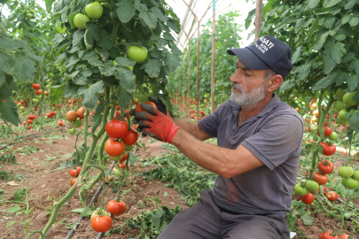 Antalya'da yazlık domates hasadı başladı