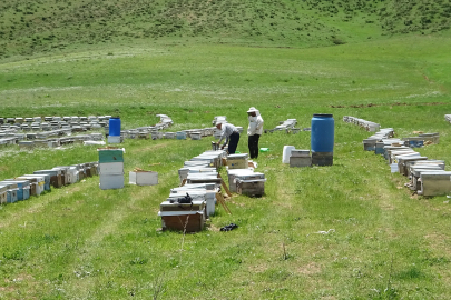 Bodrumlu arıcı, 5 yıldır Yüksekova'da bal hasadı yapıyor